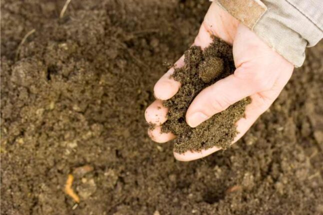 person testing the soil quality