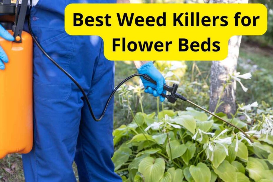 11 Best Weed Killers for Flower Beds of 2024 [Reviews] Lawnstarter