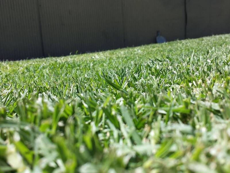 close-up of buffalograss