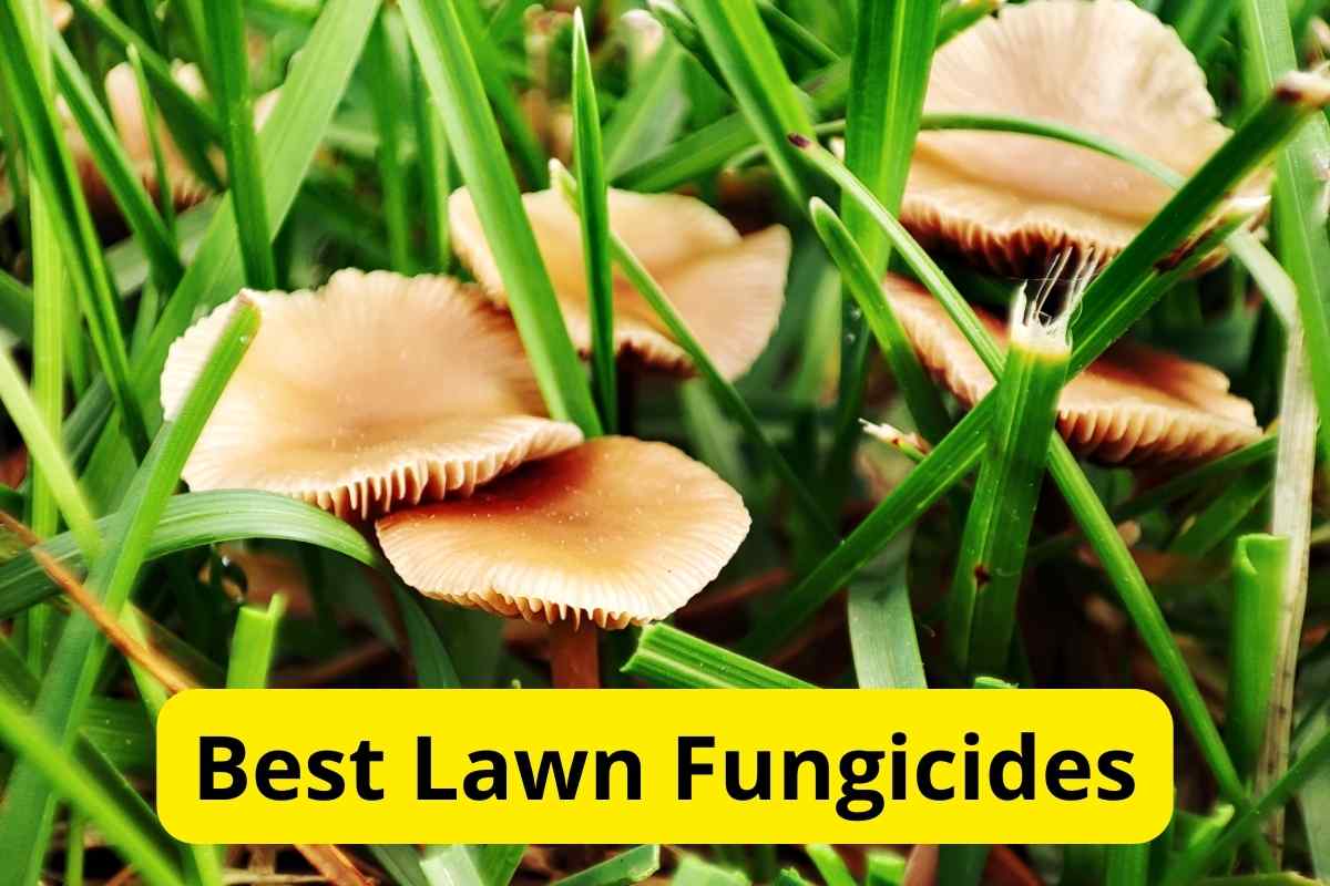 8 Best Lawn Fungicides of 2024 [Reviews] – Lawnstarter