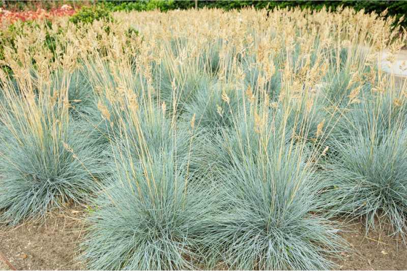 blue fescue grass in a lawn