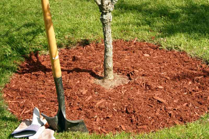 Mulching of a tree