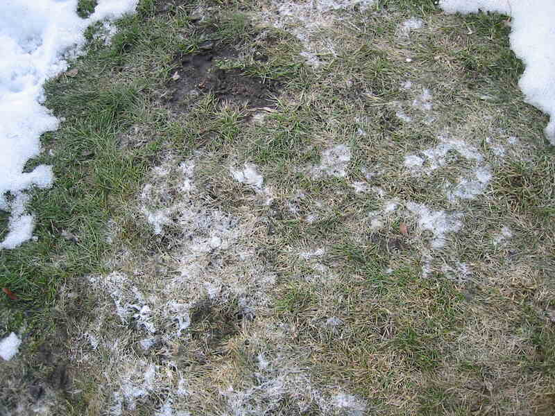 Snow mold in grass