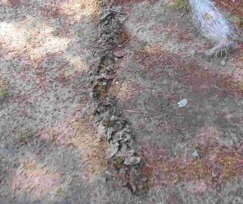 Mole tunnels are marked by raised trails in your yard.