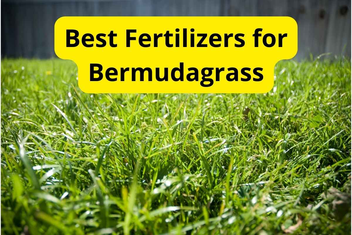 bermudagrass in a lawn with text overlay on it