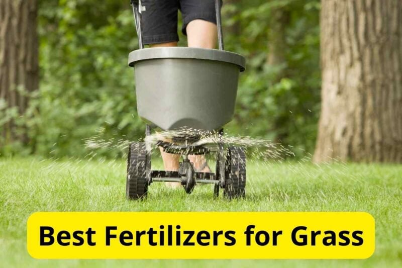 7 Best Fertilizers for Grass in 2024 [Reviews] – Lawnstarter