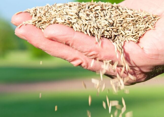 Grass seed falling from hand