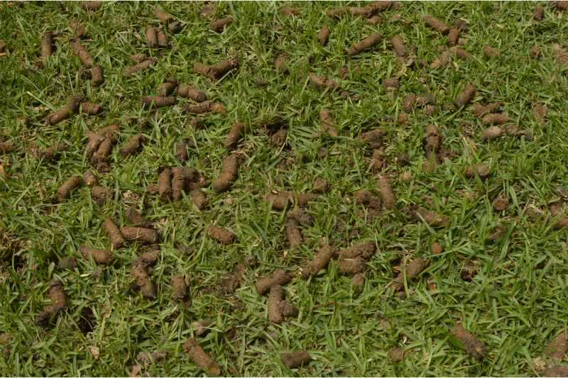 core aeration of a lawn