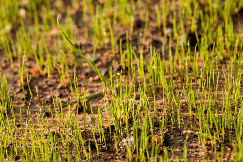 newly planted grass seeds in a lawn