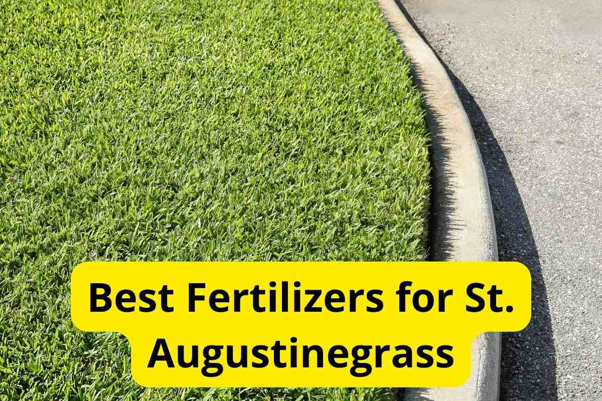 7 Best Fertilizers for St. Augustinegrass in 2024 [Reviews] Lawnstarter