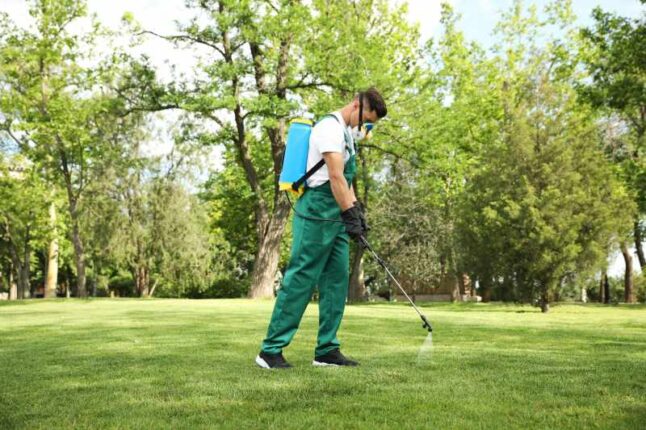 Worker spraying pesticide on green lawn