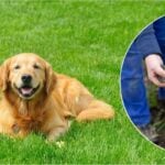 Is Fertilizer Bad for Dogs?