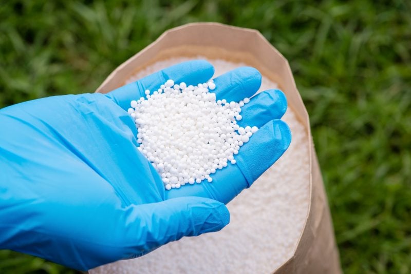 Hand in glove holding nitrogen fertilizer