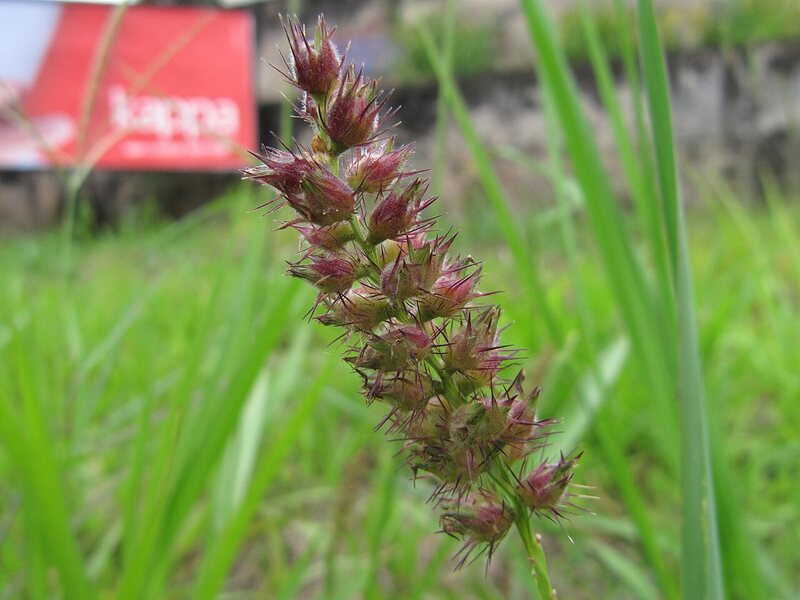 closeup of Sandbur plant