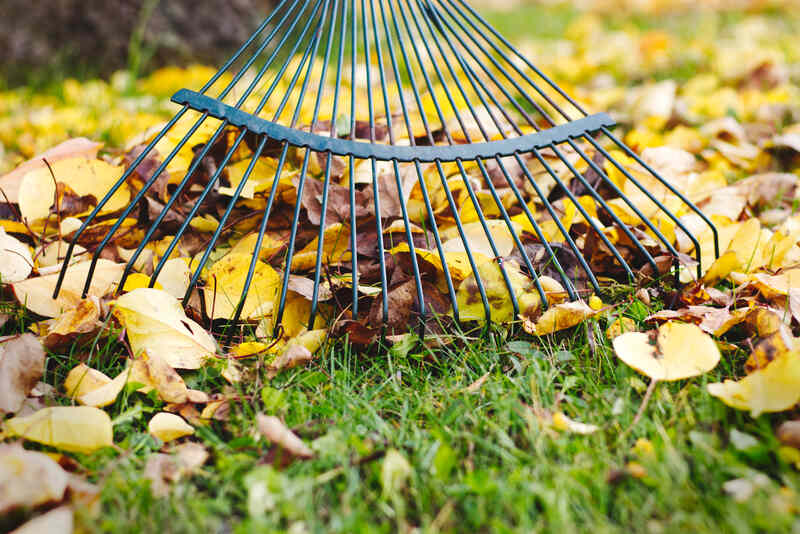 Rake with fallen leaves in autumn 