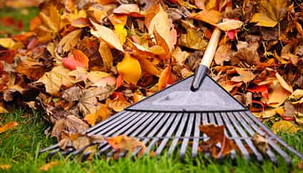 Leaf Removal Service