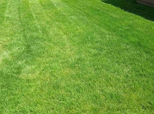 Darleen C.'s Grass Cutting service result