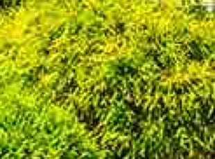 Bush Trimming by Zachery Wright for Andrew H. in Jenkintown, PA