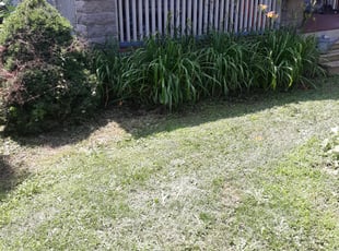 Weeding by Steven Hutchison for Kelly G. in Ontario, NY