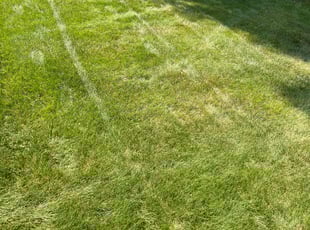 Deborah H.'s Yard Cutting service result