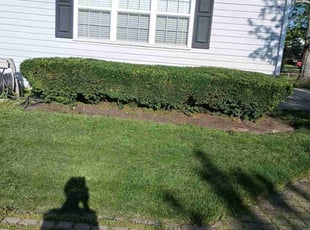 Bush Trimming by Walter Parker for Christina H. in Cincinnati, OH