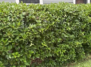 Bush Trimming by Calvin Williams for Christine D. in Jacksonville, FL