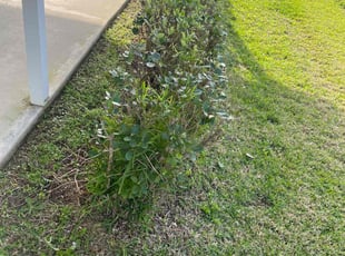 Bush Trimming by Hanif Ibn King for James M. in Zephyrhills, FL
