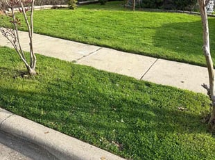 Stephen C.'s Lawn Mowing Service service result