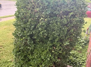 Llewellyn H.'s Bush Trimming service result