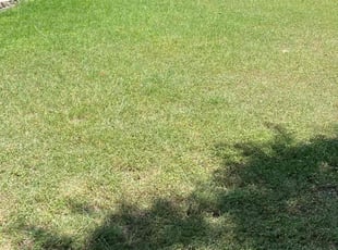 Joe N.'s Lawn Mowing service result