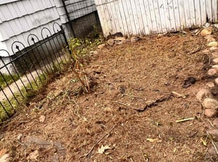 Bush Trimming by Kerissa Taylor for Delores M. in Schenectady, NY