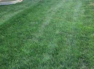 Anthony P.'s Lawn Mowing service result