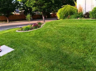 Elena G.'s Grass Cutting service result