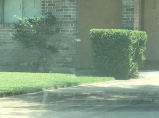 Bush Trimming by Brandon Aldana for Stephen S. in Houston, TX