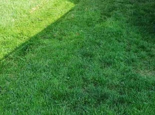 Theresa C.'s Lawn Maintenance service result