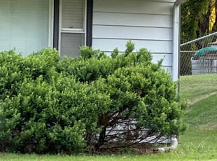 Bush Trimming by Bryant King for Nicholas P. in Kansas City, MO