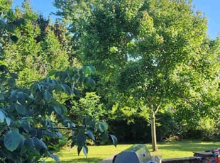 Latasha W.'s Yard Cutting service result