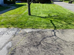 Janette B.'s Grass Cutting service result