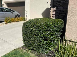 Bush Trimming by Sean Burgess for Ritu R. in Rocklin, CA