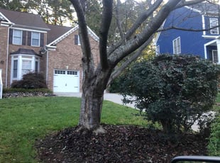 Bush Trimming by Erick G for Elizabeth S. in Cary, NC