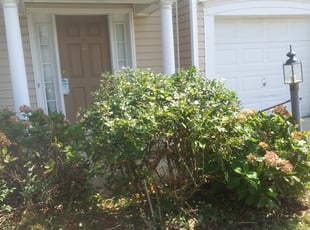 David M.'s Bush Trimming service result