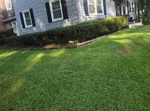 Moriah M.'s Bush Trimming service result
