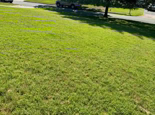 Halimatou D.'s Lawn Mowing Service service result