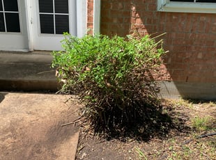 Bush Trimming by Pablo Miramontes for Sheldon H. in Rowlett, TX