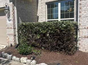 Bush Trimming by JosΓ© Gonzalez for Kira M. in Rosenberg, TX