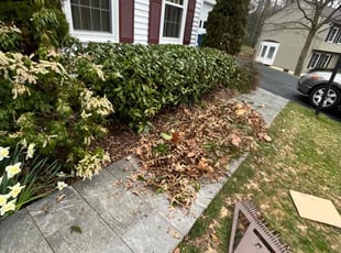 Bush Trimming by Alesandre Duarte for Thanaphon T. in Reston, VA