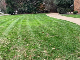 Nawal I.'s Lawn Mowing service result