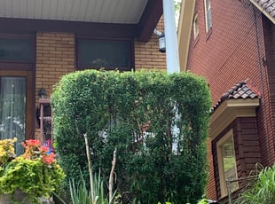 Bush Trimming by Kalvin Byrd for Sharell J. in Pittsburgh, PA