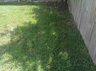 Saffie G.'s Lawn Care service result