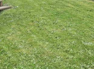 Sophia G.'s Lawn Mowing service result